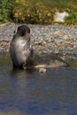 Antarctische Pelsrob, Antarctic Fur Seal, Arctocephalus gazella Royalty Free Stock Photo