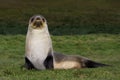 Antarctische Pelsrob, Antarctic Fur Seal, Arctocephalus gazella Royalty Free Stock Photo