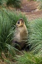 Antarctische Pelsrob, Antarctic Fur Seal, Arctocephalus gazella Royalty Free Stock Photo