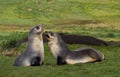 Antarctische Pelsrob, Antarctic Fur Seal, Arctocephalus gazella Royalty Free Stock Photo
