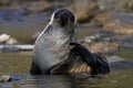 Antarctische Pelsrob, Antarctic Fur Seal, Arctocephalus gazella Royalty Free Stock Photo