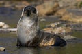 Antarctische Pelsrob, Antarctic Fur Seal, Arctocephalus gazella Royalty Free Stock Photo