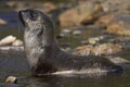 Antarctische Pelsrob, Antarctic Fur Seal, Arctocephalus gazella Royalty Free Stock Photo