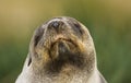 Antarctische Pelsrob, Antarctic Fur Seal, Arctocephalus gazella Royalty Free Stock Photo