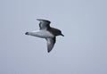 Antarctische Stormvogel, Antarctic Petrel, Thalassoica antarctic