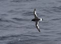 Antarctische Stormvogel, Antarctic Petrel, Thalassoica antarctic