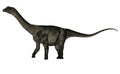 Antarctosaurus dinosaur - 3D render Royalty Free Stock Photo