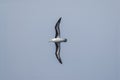 Antartic bird, Albatross, AntÃÂ¡rtica