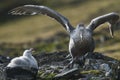 Antartic giant petrel, Hannah Point,Livingston island, South Shetlands ,