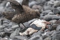 Antartic skua, south polar skua, preying on an adÃÂ©lia penguin,