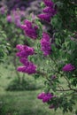 Antasy bLilac trees in blossom