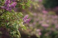 Antasy bLilac trees in blossom