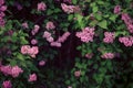 Antasy bLilac trees in blossom