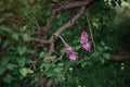 Antasy bLilac trees in blossom