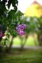 Antasy bLilac trees in blossom