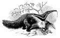 Antbear I Antique Animal Illustrations