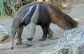 Anteater Royalty Free Stock Photo