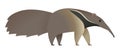 Anteater