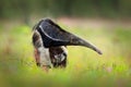Anteater, cute animal from Brazil. Giant Anteater, Myrmecophaga tridactyla, animal with long tail ane log nose, Pantanal, Brazil. Royalty Free Stock Photo