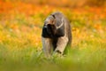 Anteater, cute animal from Brazil. Giant Anteater, Myrmecophaga tridactyla, animal with long tail and log muzzle nose, Pantanal, B
