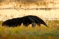 Anteater, cute animal from Brazil. Giant Anteater, Myrmecophaga tridactyla, animal with long tail and log muzzle nose, Pantanal, B