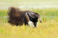 Anteater, cute animal from Brazil. Giant Anteater, Myrmecophaga tridactyla, animal long tail and log muzzle nose, Pantanal, Brazil Royalty Free Stock Photo