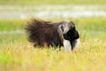 Anteater, cute animal from Brazil. Giant Anteater, Myrmecophaga tridactyla, animal long tail and log muzzle nose, Pantanal, Brazil