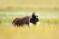 Anteater, cute animal from Brazil. Giant Anteater, Myrmecophaga tridactyla, animal long tail and log muzzle nose, Pantanal, Brazil