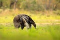 Anteater, cute animal from Brazil. Giant Anteater, Myrmecophaga tridactyla, animal long tail and log muzzle nose, Pantanal, Brazil