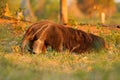 Anteater, cute animal from Brazil. Giant Anteater, Myrmecophaga tridactyla, animal with long tail and log muzzle nose, Pantanal, B Royalty Free Stock Photo