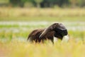 Anteater, cute animal from Brazil. Giant Anteater, Myrmecophaga tridactyla, animal long tail and log muzzle nose, Pantanal, Brazil Royalty Free Stock Photo