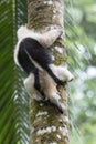 Anteater, Northern Tamandua