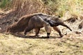 Anteater, Phoenix Zoo, Arizona Center for Nature Conservation, Phoenix, Arizona, United States Royalty Free Stock Photo