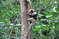 Anteater on tree Royalty Free Stock Photo