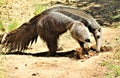 Anteater, Phoenix Zoo, Arizona Center for Nature Conservation, located in Phoenix, Arizona, United States Royalty Free Stock Photo