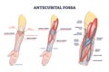 Antecubital fossa anatomy with human hand structure outline diagram Royalty Free Stock Photo