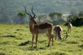 Antelope Royalty Free Stock Photo