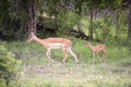 Antelope Royalty Free Stock Photo