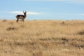Antelope Royalty Free Stock Photo