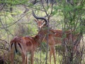 Two impala antelope hide in an acacia thicket in the bushveld in South Africa