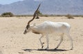 Antelope Addax