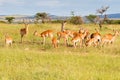 Antelope in Africa, herd of female Impala with one male at Serengeti National Park in Tanzania, Africa Royalty Free Stock Photo