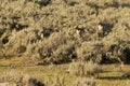 Antelope American antilocapra in Yellowstone Royalty Free Stock Photo