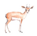 Antelope animal. Watercolor