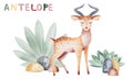 Antelope animal watercolor illustration.