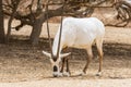 Antelope, the Arabian oryx or white oryx Oryx leucoryx in Yotvata Hai Bar Nature Reserve, Israel Royalty Free Stock Photo