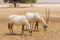 Antelope, the Arabian oryx or white oryx Oryx leucoryx in Yotvata Hai Bar Nature Reserve, Israel Royalty Free Stock Photo