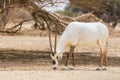 Antelope, the Arabian oryx or white oryx Oryx leucoryx in Yotvata Hai Bar Nature Reserve, Israel Royalty Free Stock Photo