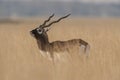 Antelope blackbuck Royalty Free Stock Photo