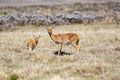 Antelope Bohor reedbuck, Bale mountain, Ethiopia